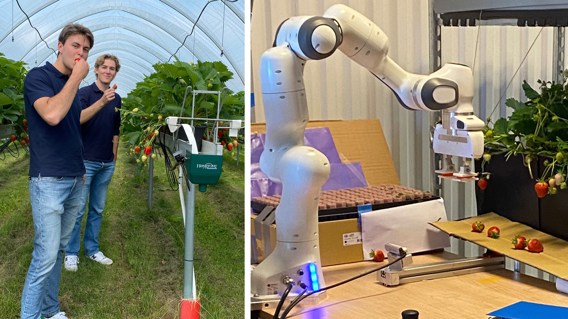 A picture collage of students at a strawberry farm and a robot picking strawberries